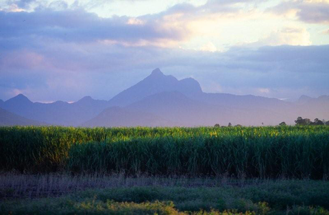 Mt Warning Rainforest Park - Sydney Tourism 16