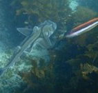 Honeymoon Bay - Sydney Tourism