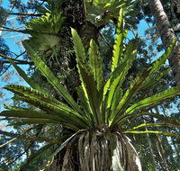 Rummery Park campground - Sydney Tourism