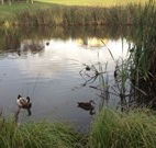 Harewood House Bed and Breakfast - Sydney Tourism