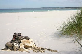 Backpackers And Hostels Torquay VIC Sydney Tourism