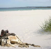 Bicheno Backpackers Hostel - Sydney Tourism