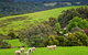 Johanna River Farm And Self Contained Cottages - thumb 1
