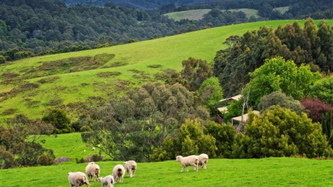 Johanna River Farm And Self Contained Cottages - Sydney Tourism 1
