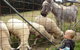 Johanna River Farm And Self Contained Cottages - thumb 3