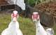 Johanna River Farm And Self Contained Cottages - thumb 5