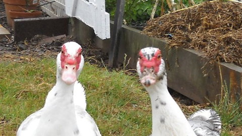 Johanna River Farm And Self Contained Cottages - Sydney Tourism 5