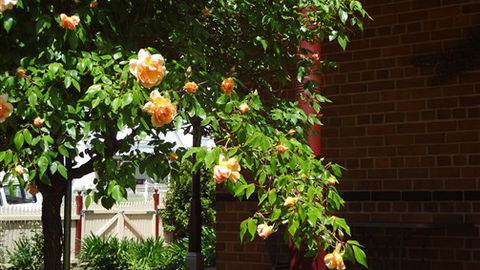 Carlyle House Rutherglen - Sydney Tourism 5