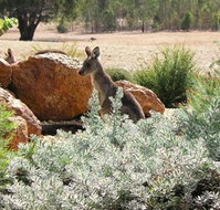 Kangaroos in the Top Paddock - Sydney Tourism