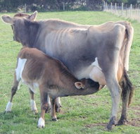 Animal Land - Sydney Tourism