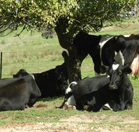 Willy's Holiday House - Sydney Tourism