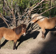 Cloud End Farmstay - Sydney Tourism