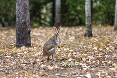 Carnarvon National Park Camping - Sydney Tourism 2