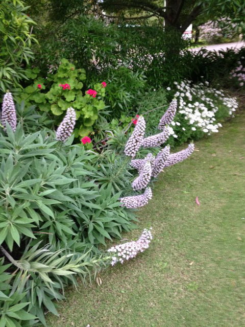 Padthaway Caravan Park - Sydney Tourism 2