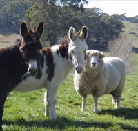 Avaleigh Elms Farmstay - Sydney Tourism