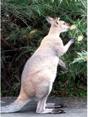 The Retreat Bushland Lodge - Sydney Tourism 9