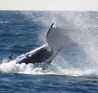Whale Watching Sydney - Sydney Tourism