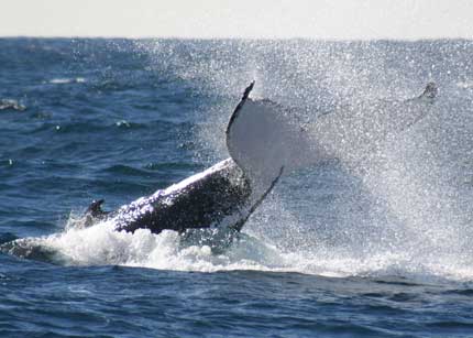 Whale Watching Sydney - Sydney Tourism 0