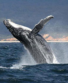 Whale Watching Sydney - Sydney Tourism 2