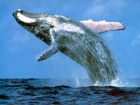 Whale Watching Sydney - Sydney Tourism 3
