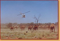 Kings Creek Station - Sydney Tourism 2