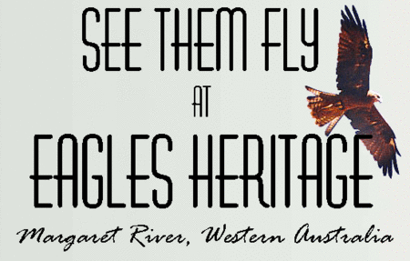 Eagles Heritage Raptor Wildlife Centre - Sydney Tourism