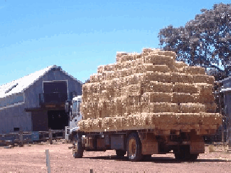 Avondale Discovery Farm - Sydney Tourism 1