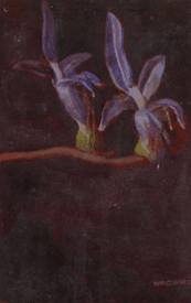 Red Hill Galleries - Sydney Tourism 2