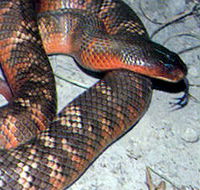 Armadale Reptile  Wildlife Centre