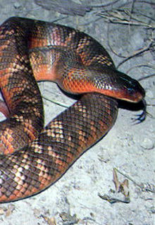 Armadale Reptile & Wildlife Centre - Sydney Tourism 0