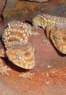 Armadale Reptile & Wildlife Centre - Sydney Tourism 1