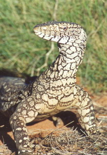 Armadale Reptile & Wildlife Centre - Sydney Tourism 3