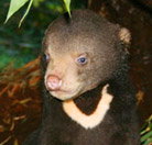 Perth Zoo - Sydney Tourism