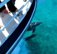 Pelican Charters - Sydney Tourism