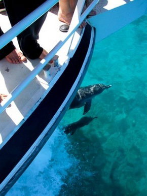 Pelican Charters - Sydney Tourism 0