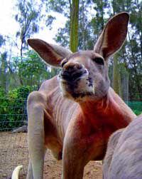 Birdland Animal Park - Sydney Tourism 3