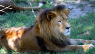 Mogo Zoo - Sydney Tourism 1