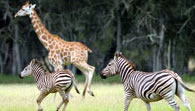 Mogo Zoo - Sydney Tourism 2