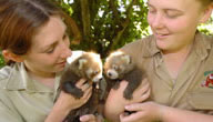 Mogo Zoo - Sydney Tourism 3