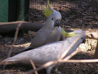 Wirrimbirra Sanctuary - Sydney Tourism 1