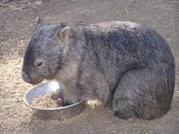 Wirrimbirra Sanctuary - Sydney Tourism 2