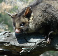 Moonlit Sanctuary Wildlife Conservation Park - Sydney Tourism