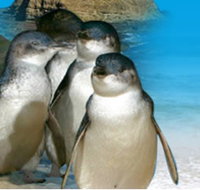Phillip Island Penguin Parade - Sydney Tourism