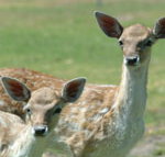 Marapana Wildlife Park - Sydney Tourism