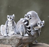 Adelaide Zoo - Sydney Tourism