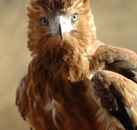 Alice Springs Desert Park - Sydney Tourism