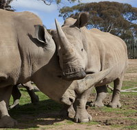 Monarto Zoo - Sydney Tourism