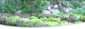 Calmsley Hill City Farm - Sydney Tourism 1