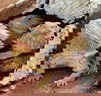 Alice Springs Reptile Centre - Sydney Tourism