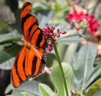 Butterfly Farm - Sydney Tourism